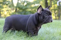 Bramble, a female French Bulldog for sale in Sugarcreek, OH – 3 of 3