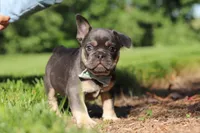 Mason, a male French Bulldog for sale in Sugarcreek, OH – 8 of 10