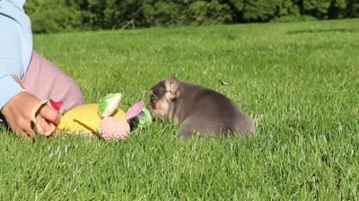 Parker, a male French Bulldog for sale in Sugarcreek, OH – 10 of 10