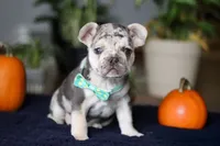 Chimney, a male French Bulldog for sale in Sugarcreek, OH – Photo 9 of 10