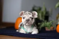 Chimney, a male French Bulldog for sale in Sugarcreek, OH – Photo 3 of 10