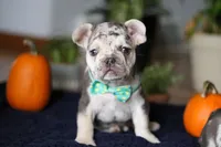 Chimney, a male French Bulldog for sale in Sugarcreek, OH – Photo 10 of 10