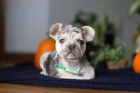 Chimney, a male French Bulldog for sale in Sugarcreek, OH – Photo 5 of 10