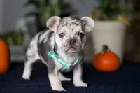 Chimney, a male French Bulldog for sale in Sugarcreek, OH – Photo 7 of 10