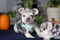 Chimney, a male French Bulldog for sale in Sugarcreek, OH – Photo 8 of 10