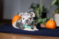 Chimney, a male French Bulldog for sale in Sugarcreek, OH – Photo 2 of 10