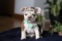 Chimney, a male French Bulldog for sale in Sugarcreek, OH – Photo 6 of 10