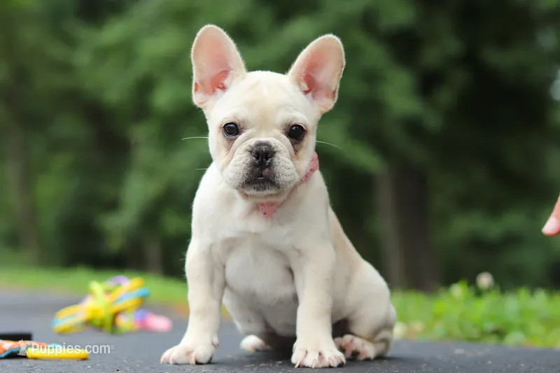 Courtney – French Bulldog puppy for sale in Sugarcreek, OH