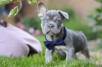 Moore, a male French Bulldog for sale in Sugarcreek, OH – 8 of 9