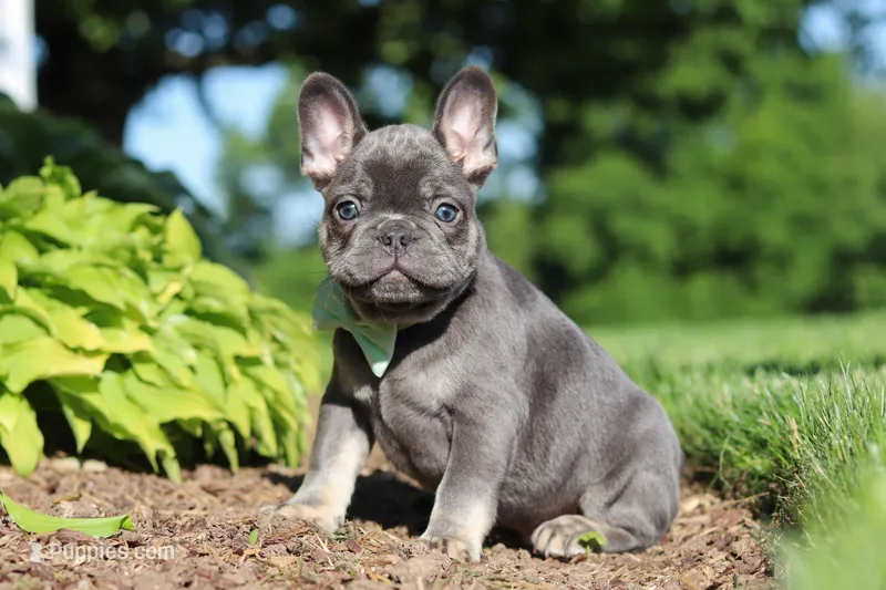 Marco – French Bulldog puppy for sale in Sugarcreek, OH