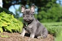 Marco, a male French Bulldog for sale in Sugarcreek, OH – 1 of 10