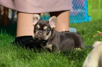 Chase , a male French Bulldog for sale in Sugarcreek, OH – 8 of 9