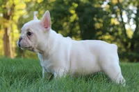 Buffy, a female French Bulldog for sale in Sugarcreek, OH – 3 of 3