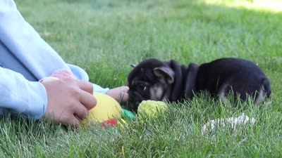Peirre, a male French Bulldog for sale in Sugarcreek, OH – 8 of 8