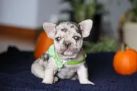 Candy Cane, a male French Bulldog for sale in Sugarcreek, OH – Photo 3 of 6