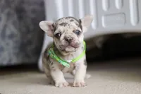 Candy Cane, a male French Bulldog for sale in Sugarcreek, OH – Photo 5 of 6