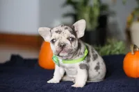 Candy Cane, a male French Bulldog for sale in Sugarcreek, OH – Photo 6 of 6