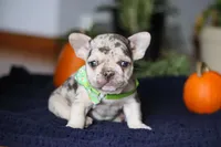 Candy Cane, a male French Bulldog for sale in Sugarcreek, OH – Photo 4 of 6