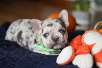 Candy Cane, a male French Bulldog for sale in Sugarcreek, OH – Photo 2 of 6