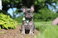 Marco, a male French Bulldog for sale in Sugarcreek, OH – 8 of 10
