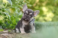 Page, a male French Bulldog for sale in Sugarcreek, OH – 7 of 10