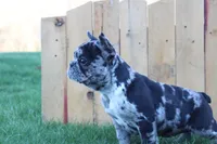 April, a female French Bulldog for sale in Sugarcreek, OH – Photo 2 of 4