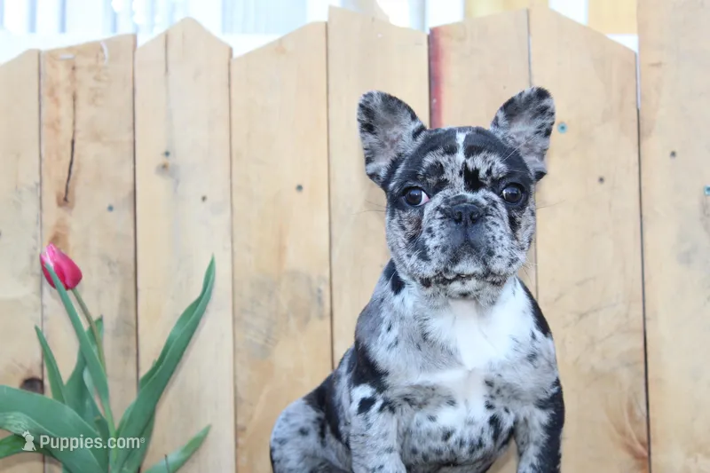 April – French Bulldog puppy for sale in Sugarcreek, OH