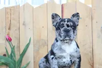 April, a female French Bulldog for sale in Sugarcreek, OH – Photo 1 of 4