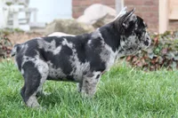 April, a female French Bulldog for sale in Sugarcreek, OH – Photo 3 of 4