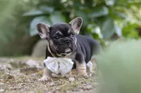 Peirre, a male French Bulldog for sale in Sugarcreek, OH – 3 of 8