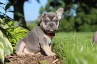 Parker, a male French Bulldog for sale in Sugarcreek, OH – 5 of 10