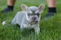Poppy, a female French Bulldog for sale in Sugarcreek, OH – 7 of 10