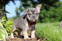 Parker, a male French Bulldog for sale in Sugarcreek, OH – 8 of 10