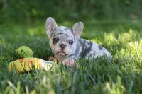 Petunia, a female French Bulldog for sale in Sugarcreek, OH – 7 of 9