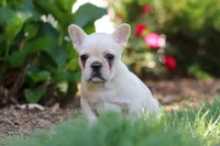 Charlotte , a female French Bulldog for sale in Sugarcreek, OH – 4 of 7