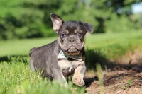 Mason, a male French Bulldog for sale in Sugarcreek, OH – 4 of 10