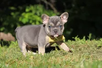 Pete, a male French Bulldog for sale in Sugarcreek, OH – 5 of 10