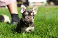 Chase , a male French Bulldog for sale in Sugarcreek, OH – 4 of 9