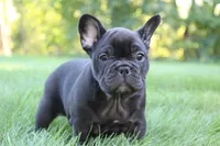 Bramble, a female French Bulldog for sale in Sugarcreek, OH – 2 of 3
