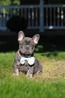 Marshall, a male French Bulldog for sale in Sugarcreek, OH – 1 of 10
