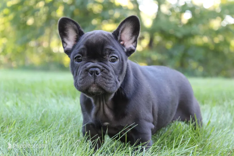 Bramble – French Bulldog puppy for sale in Sugarcreek, OH