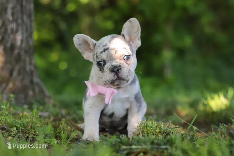 Petunia – French Bulldog puppy for sale in Sugarcreek, OH