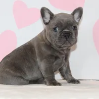 Bow, a male French Bulldog for sale in Sugarcreek, OH – Photo 3 of 3