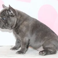 Bow, a male French Bulldog for sale in Sugarcreek, OH – Photo 2 of 3