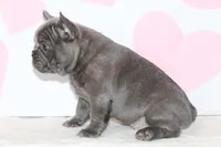 Bow, a male French Bulldog for sale in Sugarcreek, OH – Photo 2 of 3