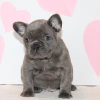 Bow, a male French Bulldog for sale in Sugarcreek, OH – Photo 1 of 3