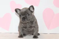 Bow, a male French Bulldog for sale in Sugarcreek, OH – Photo 1 of 3