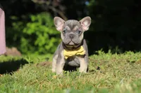 Pete, a male French Bulldog for sale in Sugarcreek, OH – 3 of 10