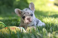Petunia, a female French Bulldog for sale in Sugarcreek, OH – 8 of 9