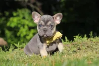 Pete, a male French Bulldog for sale in Sugarcreek, OH – 8 of 10